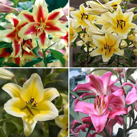 Tree Lily Bulbs Giant Outdoor Plants Yield Large Oriental Lilies