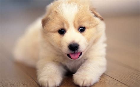 25 Cute Pets Pictures Gallery