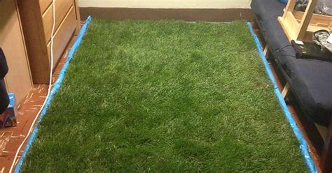 Some Guys At My School Decided To Lay Some Sod In Their Dorm Room Imgur