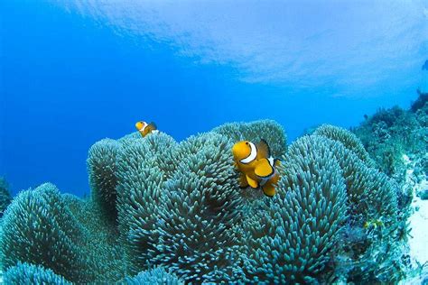 Marine Life Fiji