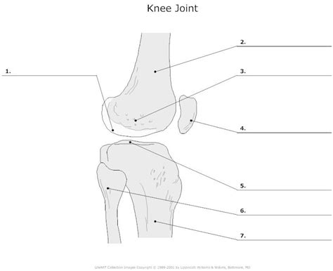 Long, short, flat, irregular and sesamoid. Knee_Joint_Articulation_Unlabeled_L.jpg (842×687) | Anatomy bones, Human anatomy and physiology ...