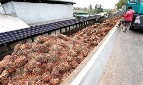 The controversial crop, #palmoil uses less than 1% of the world's cultivated land yet generates 38% of the world's edible oil, and has healthful properties compared to other crops: Malaysia's palm oil stocks fall - GulfToday