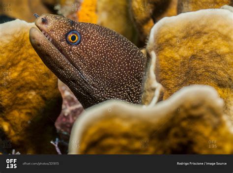 Golden Moray Eel In Coral Lair Cancun Mexico Stock Photo Offset