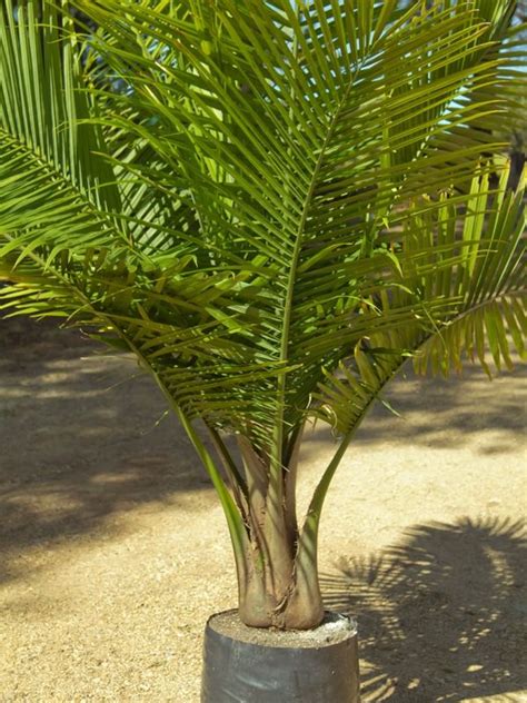 The Right Palms To Grow Indoors Majestic Palm Palm Tree Care Potted