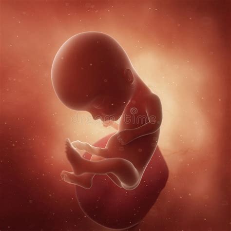 Un Foetus Dans La Semaine 34 Illustration Stock Illustration Du