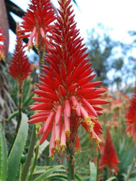 Aloe Scorpioides World Of Succulents Flowering Succulents Trees To