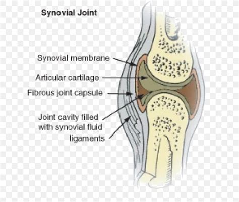 Synovial Joint Synovial Membrane Synovial Fluid Knee Png 633x694px