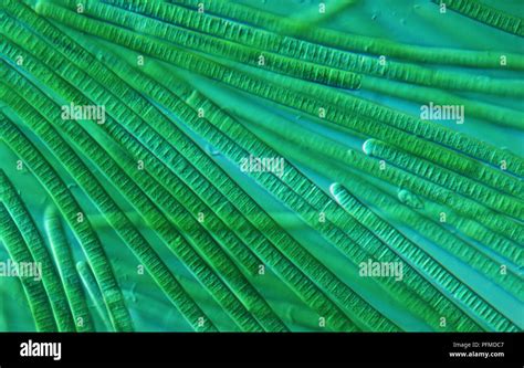 Oscillatoria Light Microscope View Of Cyanobacteria Stock Photo Alamy