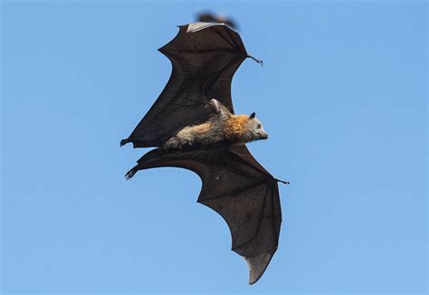 Flying Foxes Facts What You Need To Know The Northern Daily Leader
