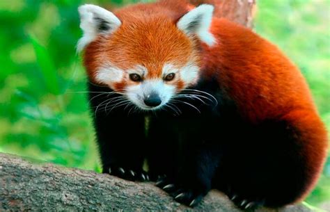 Panda Vermelho Wiki 🌎 Mundo Animal 🐯 Amino