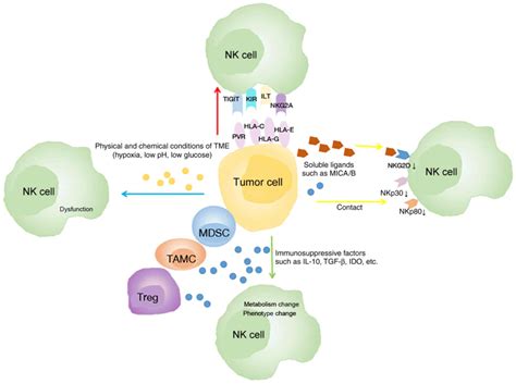 Natural Killer Cellbased Immunotherapy For Lung Cancer Challenges And Perspectives Review