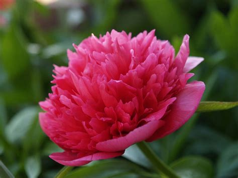 Common Peony Planting Care And Tips Live