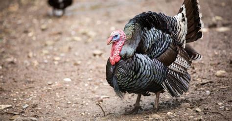 Male Vs Female Turkeys Spotting The Difference Imp World