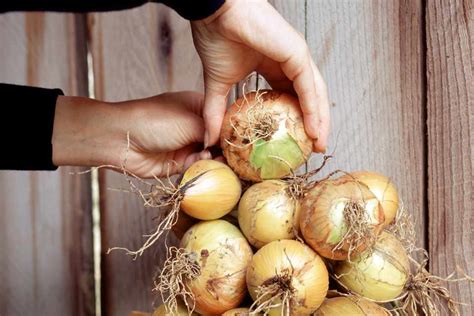 How To Store Onions Bbc Gardeners World Magazine