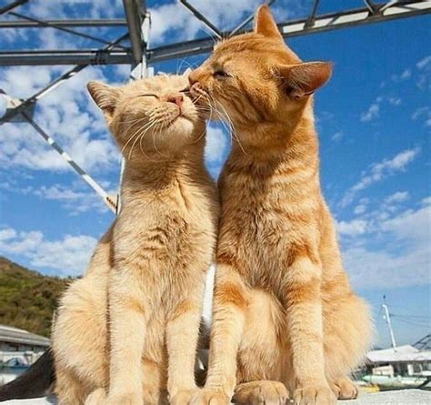 These Adorable Cat Couples Will Definitely Get You Into The Valentines Day Spirit Cats Cute