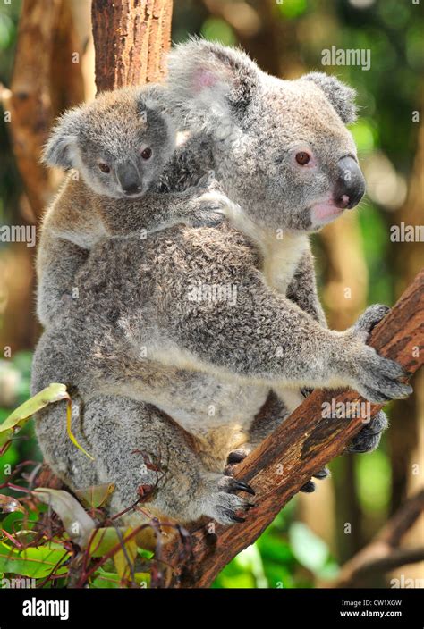 Koala Bear Mother With Cute Baby Joey In Eucalyptus Treeport Macquarie