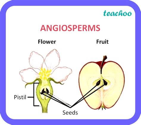 Class 10 What Is Sexual Reproduction In Flowering Plants Teachoo