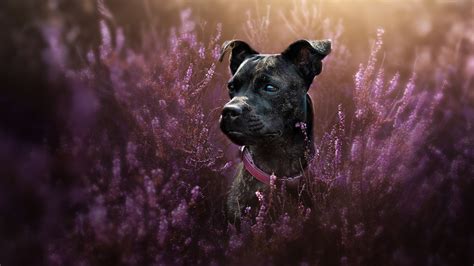 Purple Flowers Around Black Dog Hd Animals Wallpapers Hd