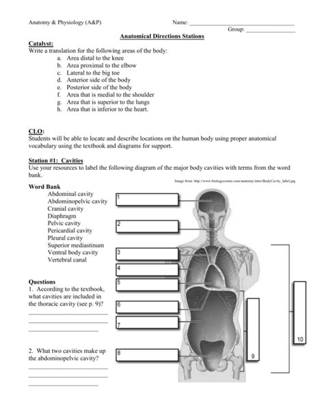 Body Cavities Practice Worksheet Answers