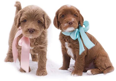 Prepare For Your Australian Labradoodle Puppy