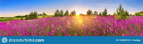 Spring Landscape Panorama With Flowering Flowers In Meadow Stock Image