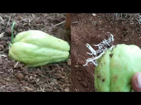 Khasiat labu merah juga mampu memperbaiki fungsi pankreas. Nama latin waluh | waluh (cucurbita) mencakup sekelompok ...