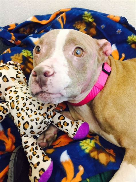 Man Who Badly Burned Rosie The Pit Bull With Acid Gets 4 Years In Prison