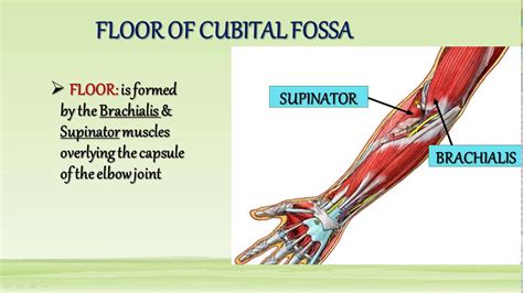 Cubital Fossa And Anastomosis Around Elbow Joint Youtube