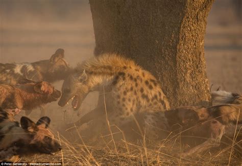 African Wild Dogs Attack Hyena That Had Been Stalking Them In Search Of