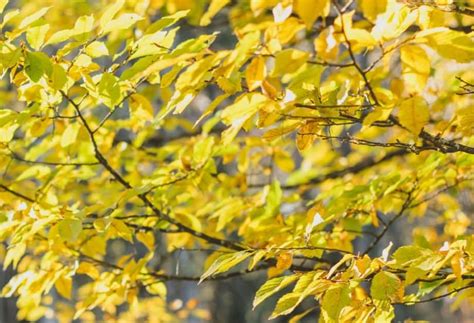 14 Trees With Brilliant Yellow Fall Leaves