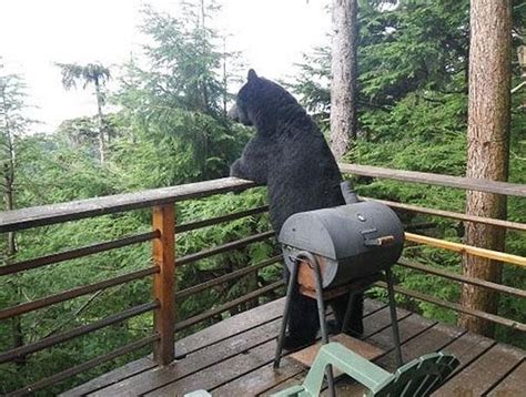 32 Funny Bears Doing Human Things