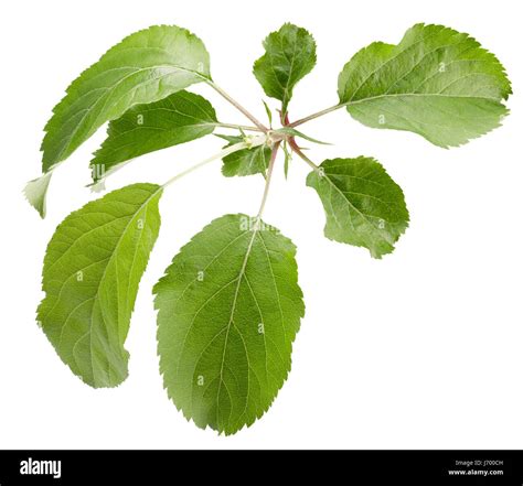 Apple Leaves Isolated On A White Background Stock Photo Alamy