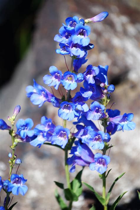 Blue Wildflowers At Craters Of The Moon National Monument In Idaho