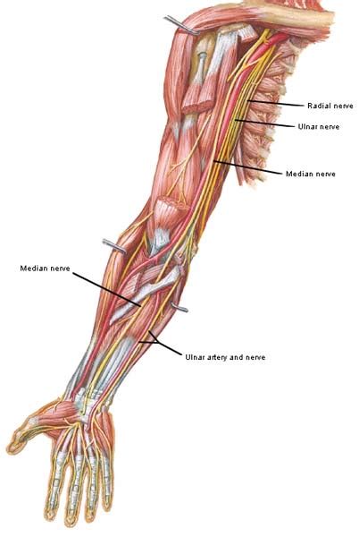 Besides wrist discomfort that tends to be worse at night, a person with rest: Numb hands?