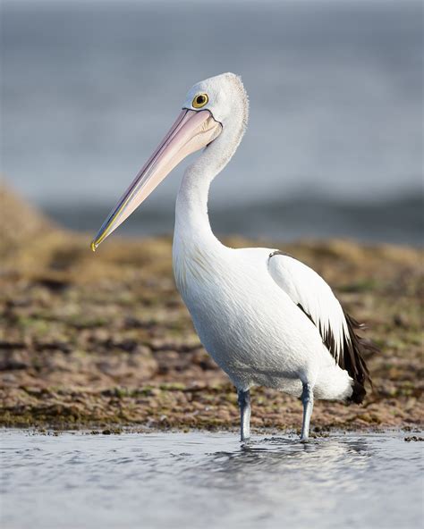 Pelican History And Some Interesting Facts