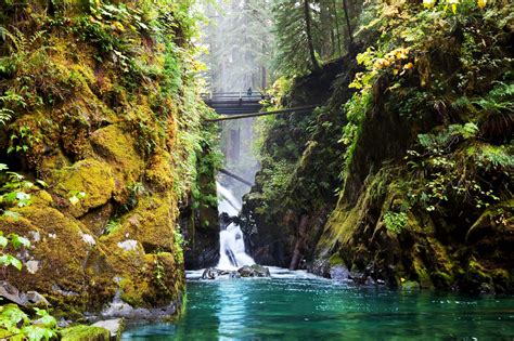 This Olympic National Park Rainforest Is Free Of Sound Pollution