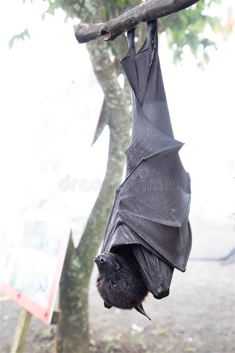Close Up Of Two Giant Bats Hanging Upside Down Stock Photo Image Of