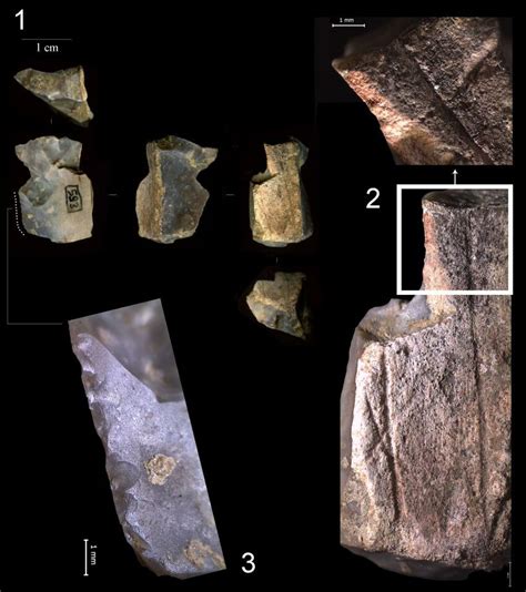 Splintered Flake With Engraved Cortical Back Download Scientific Diagram