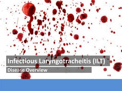 Infectious Laryngotracheitis Ilt Symptoms In Chickens