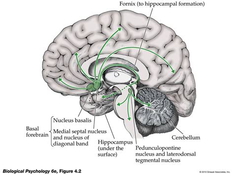 Cells Of Acetylcholine Orgin Dorsolateral Pons Basal Forebrain