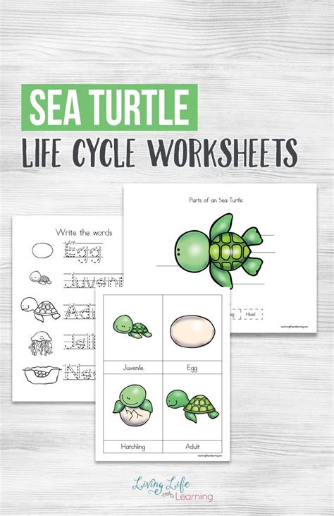 Have Fun Learning About Sea Turtles With These Adorable Sea Turtle Life