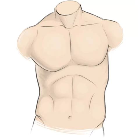How To Draw A Male Torso