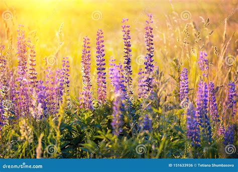 Field With Purple Lupine Flowers With Sunset Rays Backlight Soft
