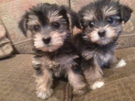 They are raised in my home and they are played with and loved on every day. Morkie Puppies! Gorgeous! Small! for Sale in Prescott ...