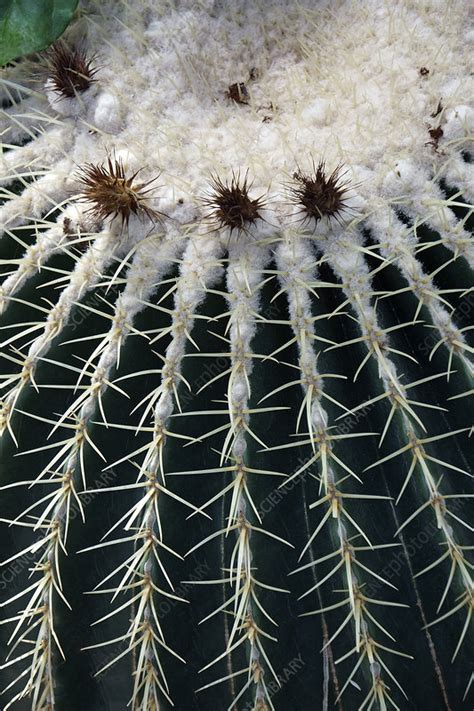 Last year's order of each variety developed well. Golden barrel cactus (Echinocactus grusonii) - Stock Image ...