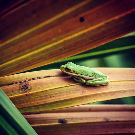 Green Tree Frog On Palm Fronds Robert Emond Flickr