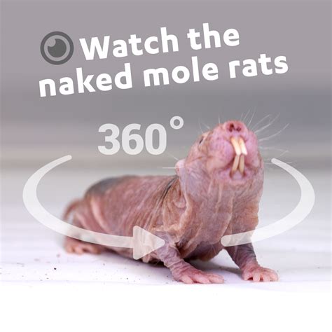 Liberty Science Center Watch The Naked Mole Rats Via My XXX Hot Girl