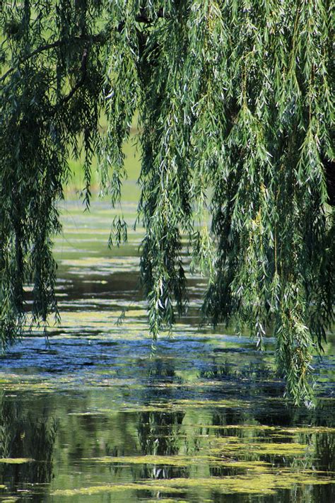 Reflection Of Weeping Willow Over Pond Photograph By Colleen Cornelius