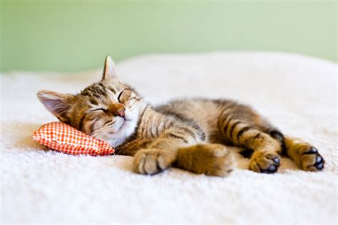 Do Cats Dream When They Sleep Ellevet Sciences