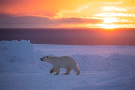 Incredible Images From Canadas High Arctic World Photography